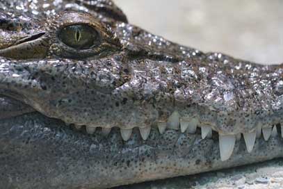 Philippines-Crocodile Animal Crepuscular Freshwater Picture