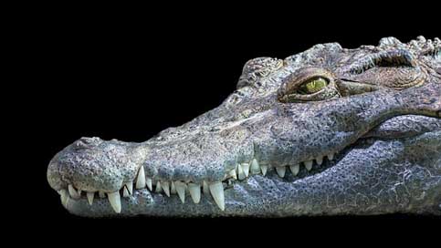 Crocodile  Freshwater Philippines Picture