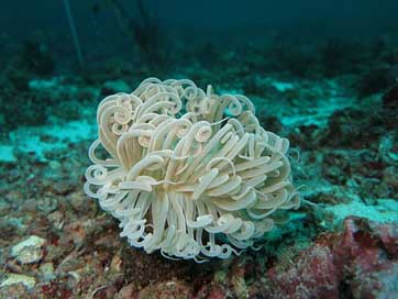 Anemone Underwater Diving Soft-Coral Picture