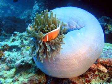 Clown-Fish Fauna Marine Underwater Picture