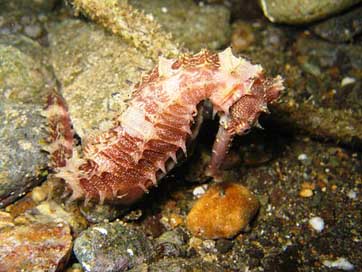 Marine-Life  Puerto-Galera Philippines Picture