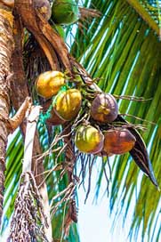 Coconuts Coconut-Tree Palm-Fronds Palm Picture
