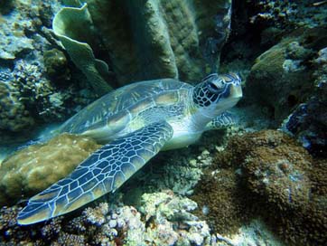 Turtle Underwater Reptile Animal Picture