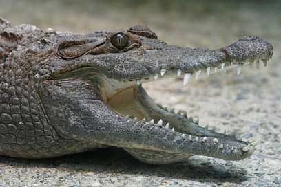 Crocodile Freshwater River Philippines-Crocodile Picture