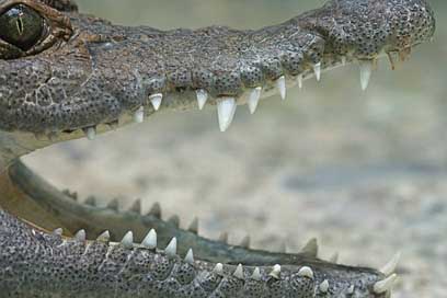 Crocodile Freshwater River Philippines-Crocodile Picture