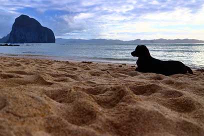 Dog Water Sand Beach Picture