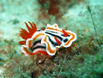 Nudibranch Sea-Slug Slug Chromodoris Picture