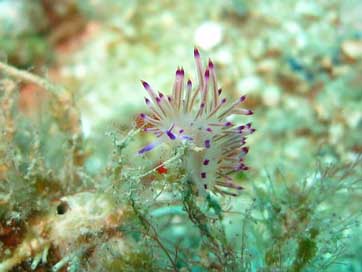 Nudibranch Seaslug Slug Flabellina Picture