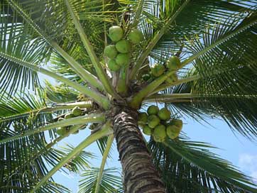 Coconut Nuts Tree Cocos-Nucifera Picture