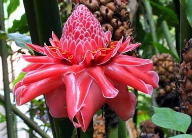 Flower Botanical Tropical Plant Picture