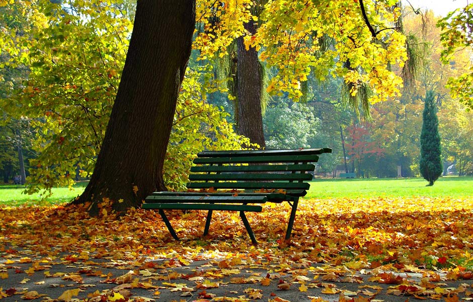 Autumn-Gold Foliage Park Autumn