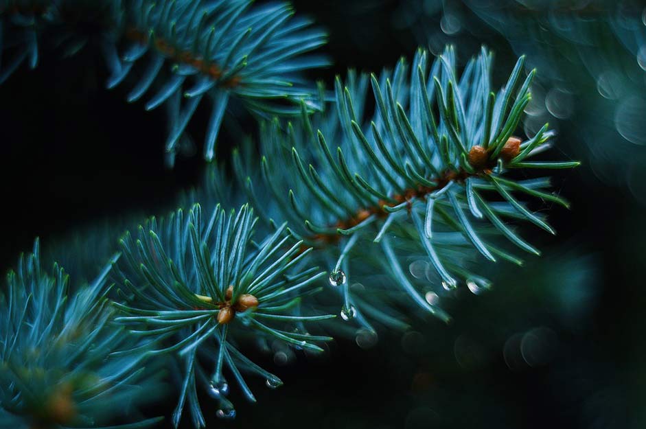 Nature Green Pine Autumn