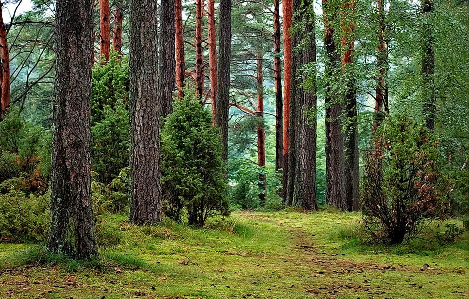 Tourism Poland Forests-Tucholski Forest