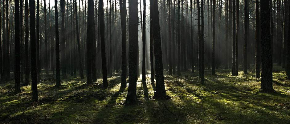 Tree Morning The-Rays Forest