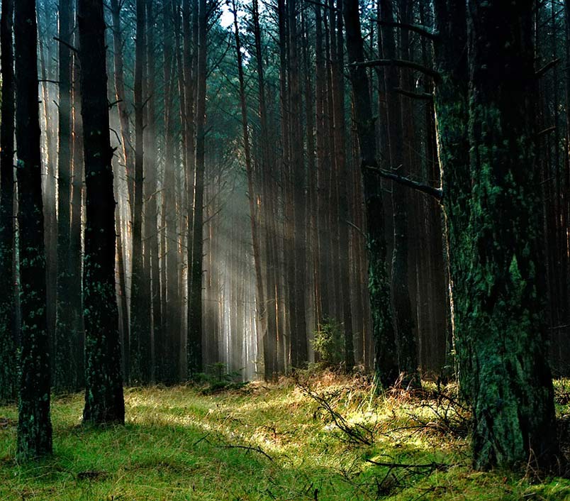 Tucholskie Morning The-Sun Forest