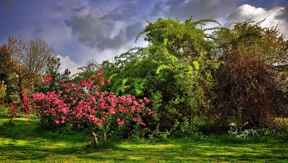 Poland Spring Garden Paradise-Tree