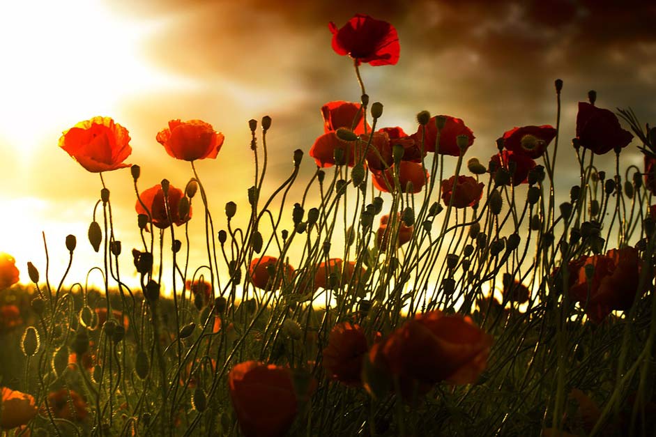 Wallpaper Sunset Field Poppy