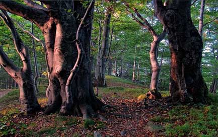 Beeches Mountains Beskids West Picture