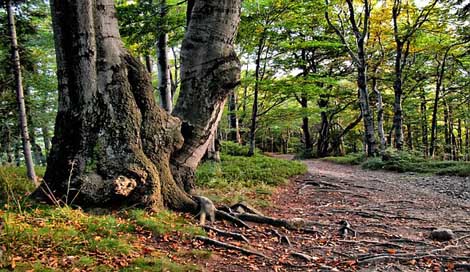 Beeches Mountains Beskids West Picture