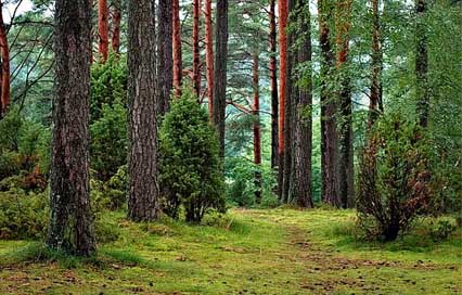 Forest Tourism Poland Forests-Tucholski Picture