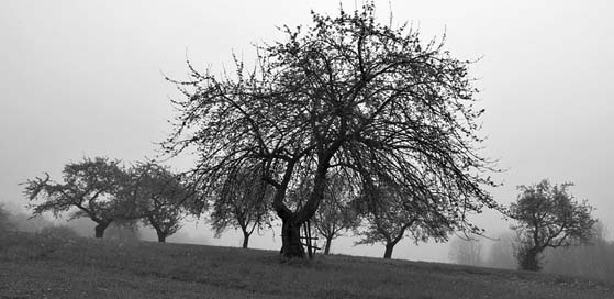 Tree The-Fog Landscape Sad Picture