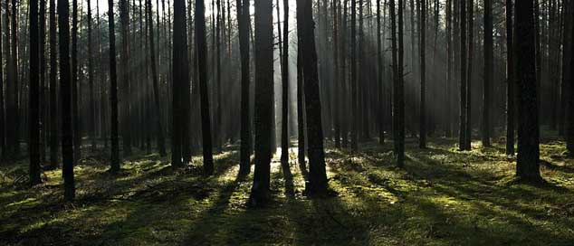 Forest Tree Morning The-Rays Picture