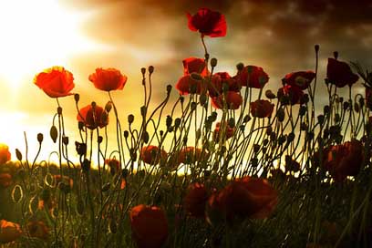 Poppy Wallpaper Sunset Field Picture