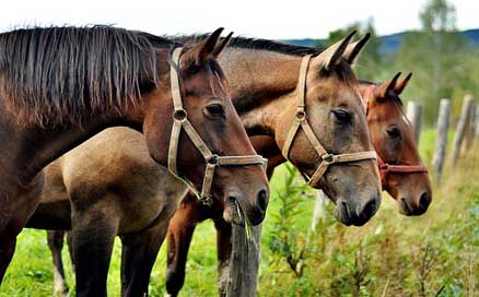 Horses Nature The-Horse Animals Picture