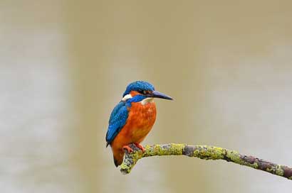 Kingfisher Life Wild Bird Picture