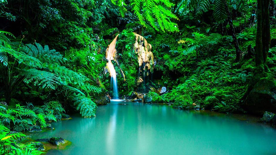Forest Oasis Waterfall Azores