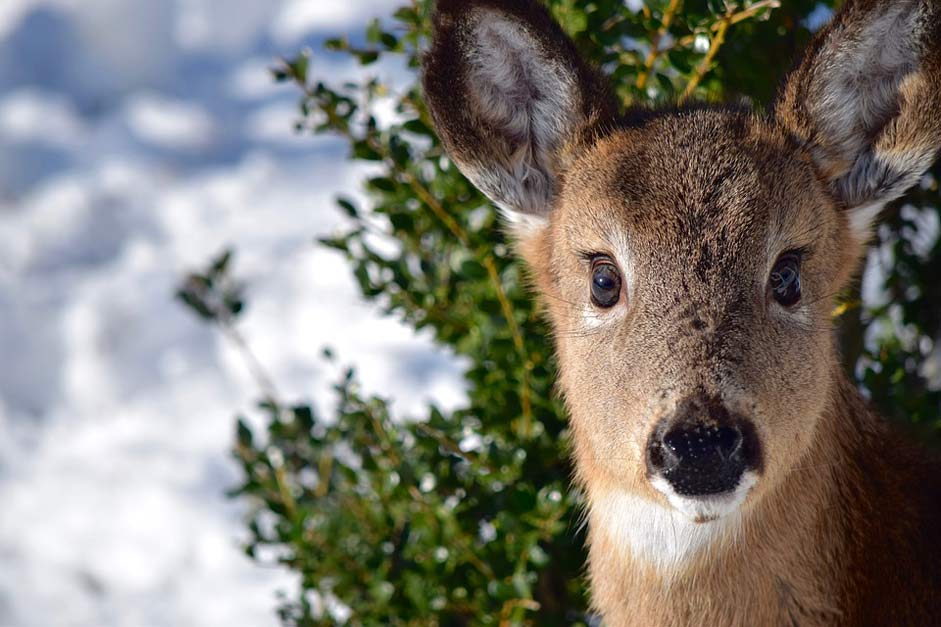 Portugal Close-Up Doe Deer