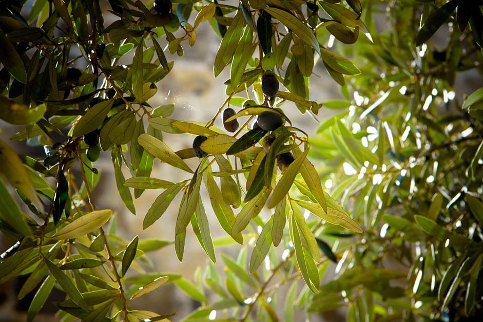 Green Olive-Tree Tree Olives