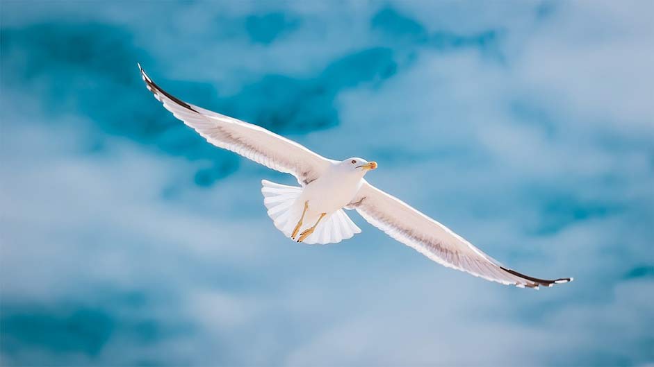  Algarve Portugal Seagull