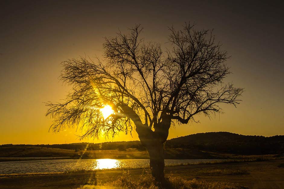 Portugal Lake Tree Sunset