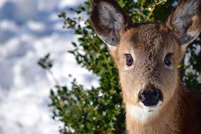 Deer Portugal Close-Up Doe Picture