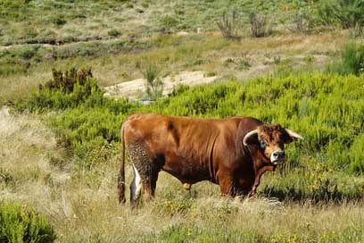 North  Portugal Cattle Picture