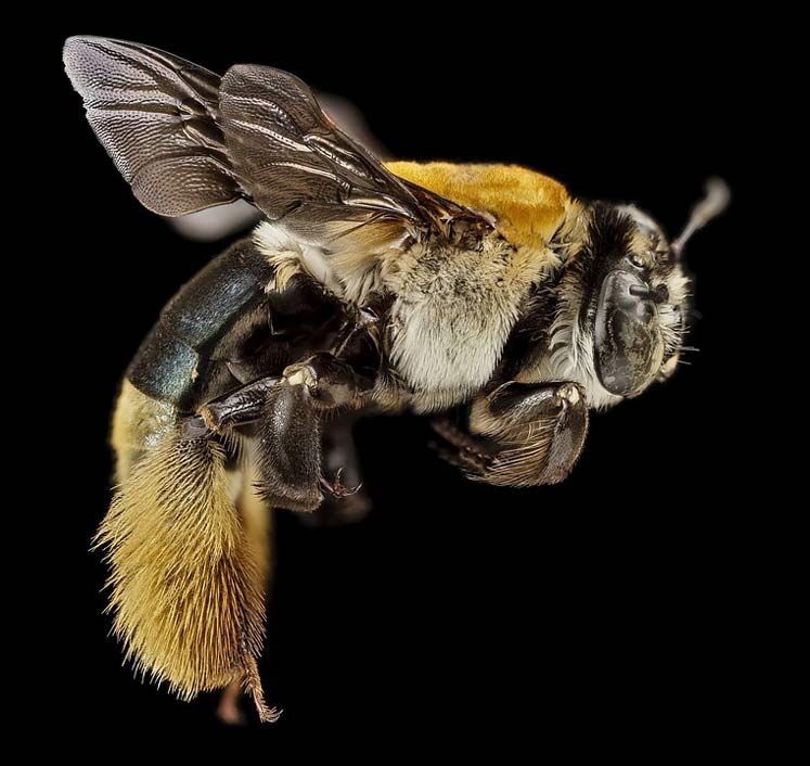 Macro Centris-Decolorata Insect Bee