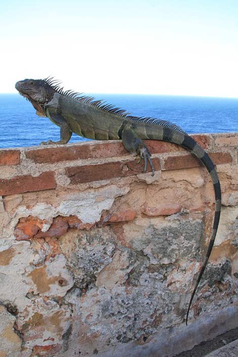 Lizard Reptile Wall Iguana