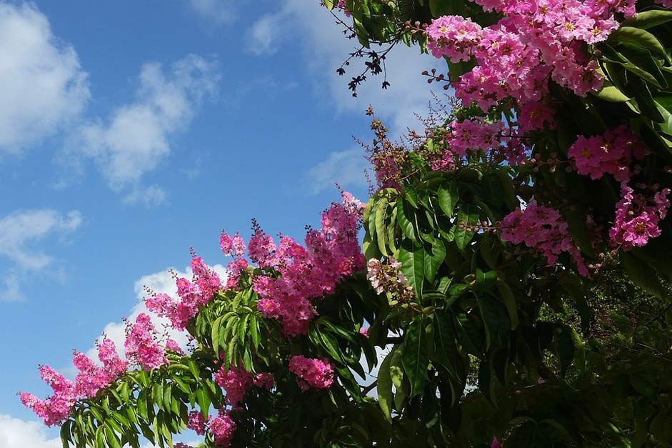 Indian-Lilac Espumilla Tree Pink-Flower