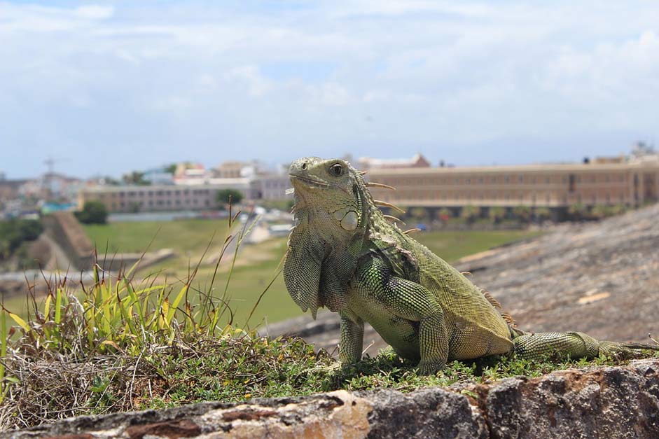  Iguana Puerto-Rico San-Juan