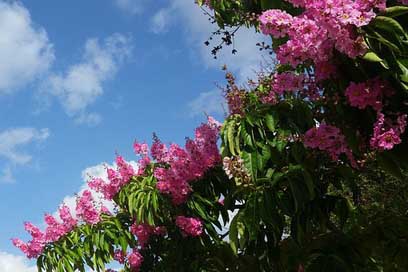 Pink-Flower Indian-Lilac Espumilla Tree Picture