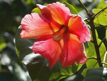 Flower Thespesia-Grandiflora Puerto-Rico Maga Picture