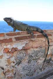 Iguana Lizard Reptile Wall Picture