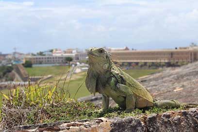 San-Juan  Iguana Puerto-Rico Picture