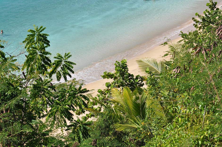 Palms Puerto-Rico Water Turquoise