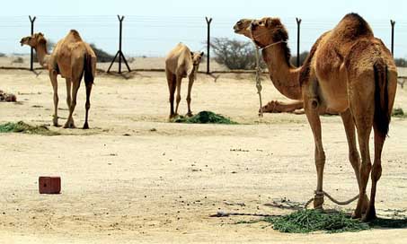 Camel Farm Qatar Desert Picture