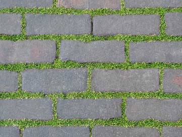 Pavement Nature Bricks Plant Picture