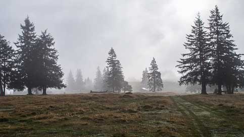 Forest Nature Mountains Romania Picture