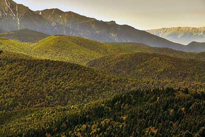 Romania Woods Trees Forest Picture