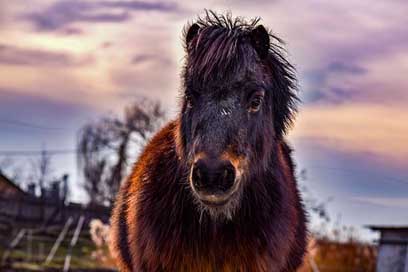 Pony Nature Landscape Sunset Picture